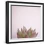 Desert Flora 4-Susannah Tucker-Framed Art Print