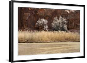Desert Flora-Andrew Geiger-Framed Giclee Print