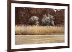 Desert Flora-Andrew Geiger-Framed Giclee Print