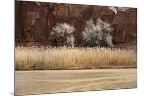 Desert Flora-Andrew Geiger-Mounted Giclee Print