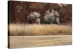 Desert Flora-Andrew Geiger-Stretched Canvas