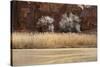 Desert Flora-Andrew Geiger-Stretched Canvas