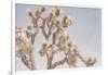 Desert Floral I-Elizabeth Urquhart-Framed Photographic Print