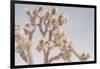 Desert Floral I-Elizabeth Urquhart-Framed Photographic Print