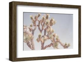 Desert Floral I-Elizabeth Urquhart-Framed Photographic Print