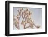 Desert Floral I-Elizabeth Urquhart-Framed Photographic Print