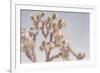 Desert Floral I-Elizabeth Urquhart-Framed Photographic Print