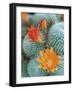 Desert Florals-Assaf Frank-Framed Giclee Print