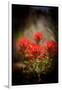 Desert Flower 1-LightBoxJournal-Framed Giclee Print