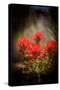 Desert Flower 1-LightBoxJournal-Stretched Canvas