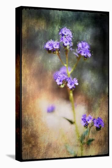 Desert Flower 2-LightBoxJournal-Stretched Canvas