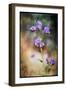 Desert Flower 2-LightBoxJournal-Framed Giclee Print