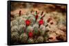 Desert Flower 3-LightBoxJournal-Framed Stretched Canvas