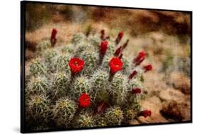 Desert Flower 3-LightBoxJournal-Stretched Canvas