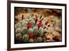 Desert Flower 3-LightBoxJournal-Framed Premium Giclee Print