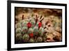 Desert Flower 3-LightBoxJournal-Framed Premium Giclee Print