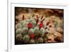 Desert Flower 3-LightBoxJournal-Framed Giclee Print