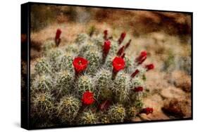 Desert Flower 3-LightBoxJournal-Stretched Canvas