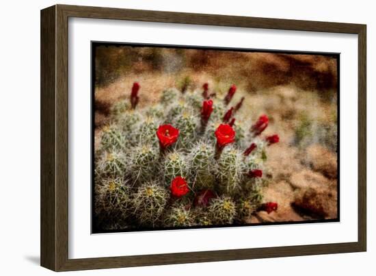 Desert Flower 3-LightBoxJournal-Framed Giclee Print