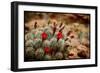 Desert Flower 3-LightBoxJournal-Framed Giclee Print