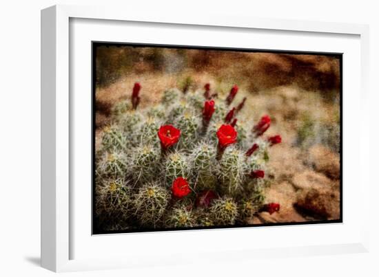 Desert Flower 3-LightBoxJournal-Framed Giclee Print