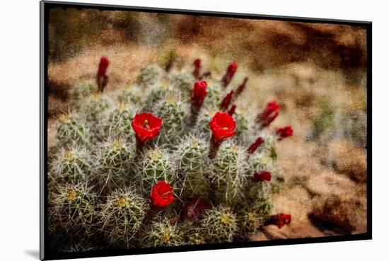 Desert Flower 3-LightBoxJournal-Mounted Giclee Print