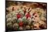 Desert Flower 3-LightBoxJournal-Mounted Giclee Print