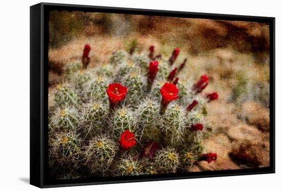 Desert Flower 3-LightBoxJournal-Framed Stretched Canvas