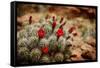 Desert Flower 3-LightBoxJournal-Framed Stretched Canvas