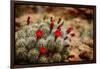 Desert Flower 3-LightBoxJournal-Framed Giclee Print