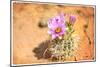 Desert Flower 4-LightBoxJournal-Mounted Giclee Print