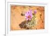 Desert Flower 4-LightBoxJournal-Framed Giclee Print