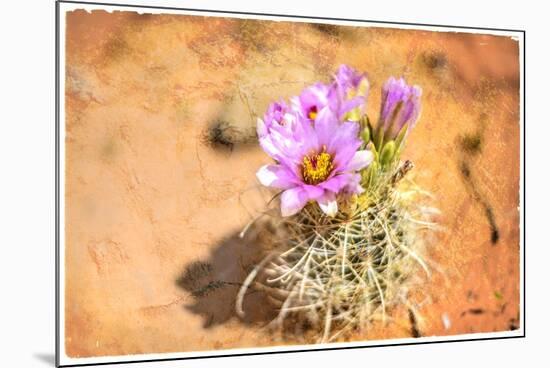 Desert Flower 4-LightBoxJournal-Mounted Giclee Print