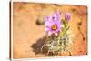 Desert Flower 4-LightBoxJournal-Stretched Canvas
