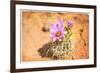 Desert Flower 4-LightBoxJournal-Framed Premium Giclee Print