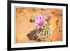 Desert Flower 4-LightBoxJournal-Framed Premium Giclee Print