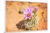 Desert Flower 4-LightBoxJournal-Mounted Premium Giclee Print