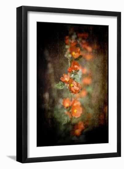 Desert Flower 5-LightBoxJournal-Framed Giclee Print