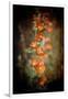 Desert Flower 5-LightBoxJournal-Framed Giclee Print