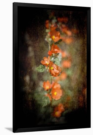 Desert Flower 5-LightBoxJournal-Framed Giclee Print