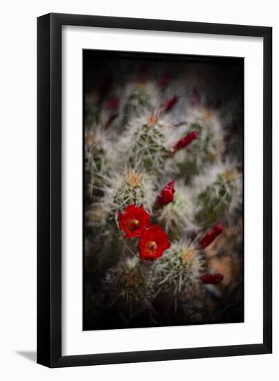 Desert Flower 6-LightBoxJournal-Framed Giclee Print