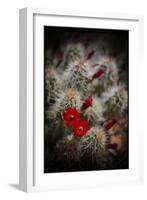 Desert Flower 6-LightBoxJournal-Framed Giclee Print