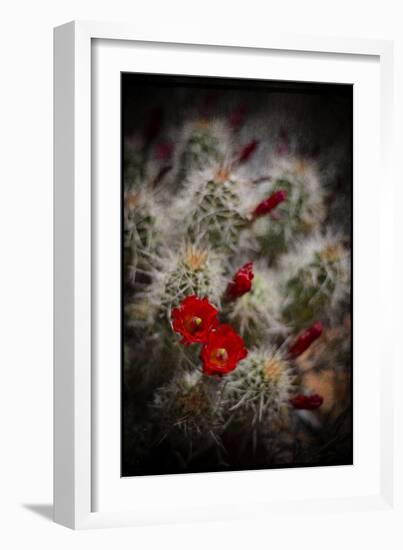 Desert Flower 6-LightBoxJournal-Framed Giclee Print