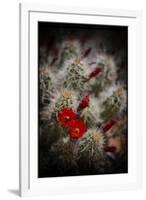 Desert Flower 6-LightBoxJournal-Framed Giclee Print