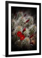 Desert Flower 6-LightBoxJournal-Framed Giclee Print