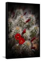 Desert Flower 6-LightBoxJournal-Framed Stretched Canvas