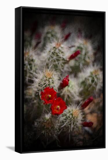 Desert Flower 6-LightBoxJournal-Framed Stretched Canvas