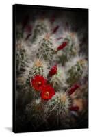 Desert Flower 6-LightBoxJournal-Stretched Canvas