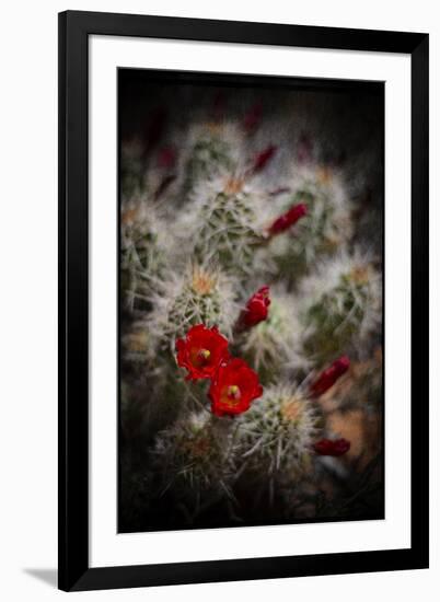 Desert Flower 6-LightBoxJournal-Framed Premium Giclee Print