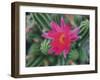 Desert Flower-Assaf Frank-Framed Giclee Print